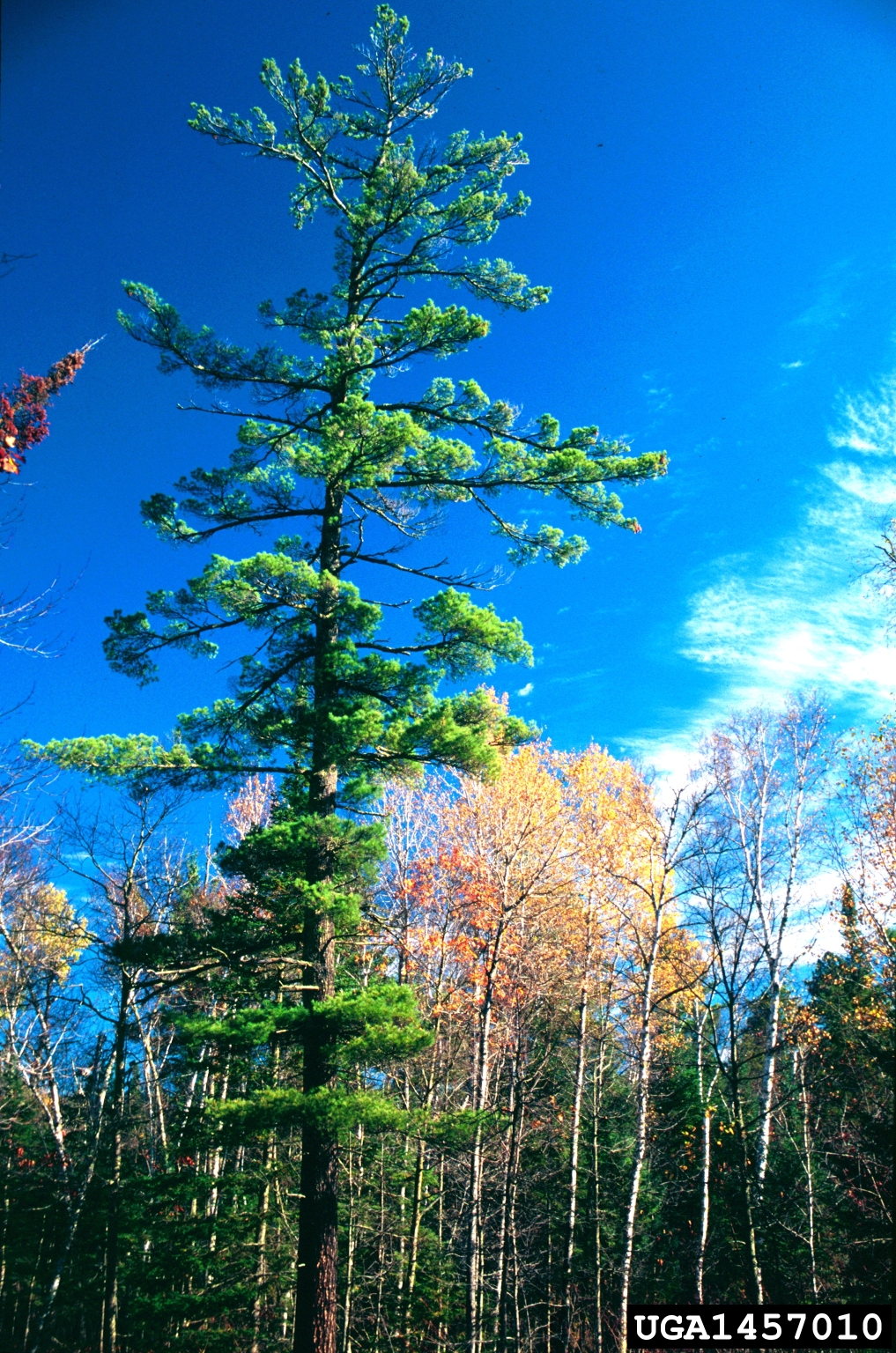 Tall white pine tree rising above a mixed forest, with green needles and surrounding trees showing autumn foliage under a bright blue sky.